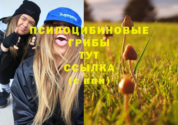 гашик Алексин
